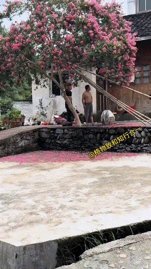 这棵树终于熬岀头了，实现了它的价值！网友：在农家院里也没咋好好对待，都给封水泥