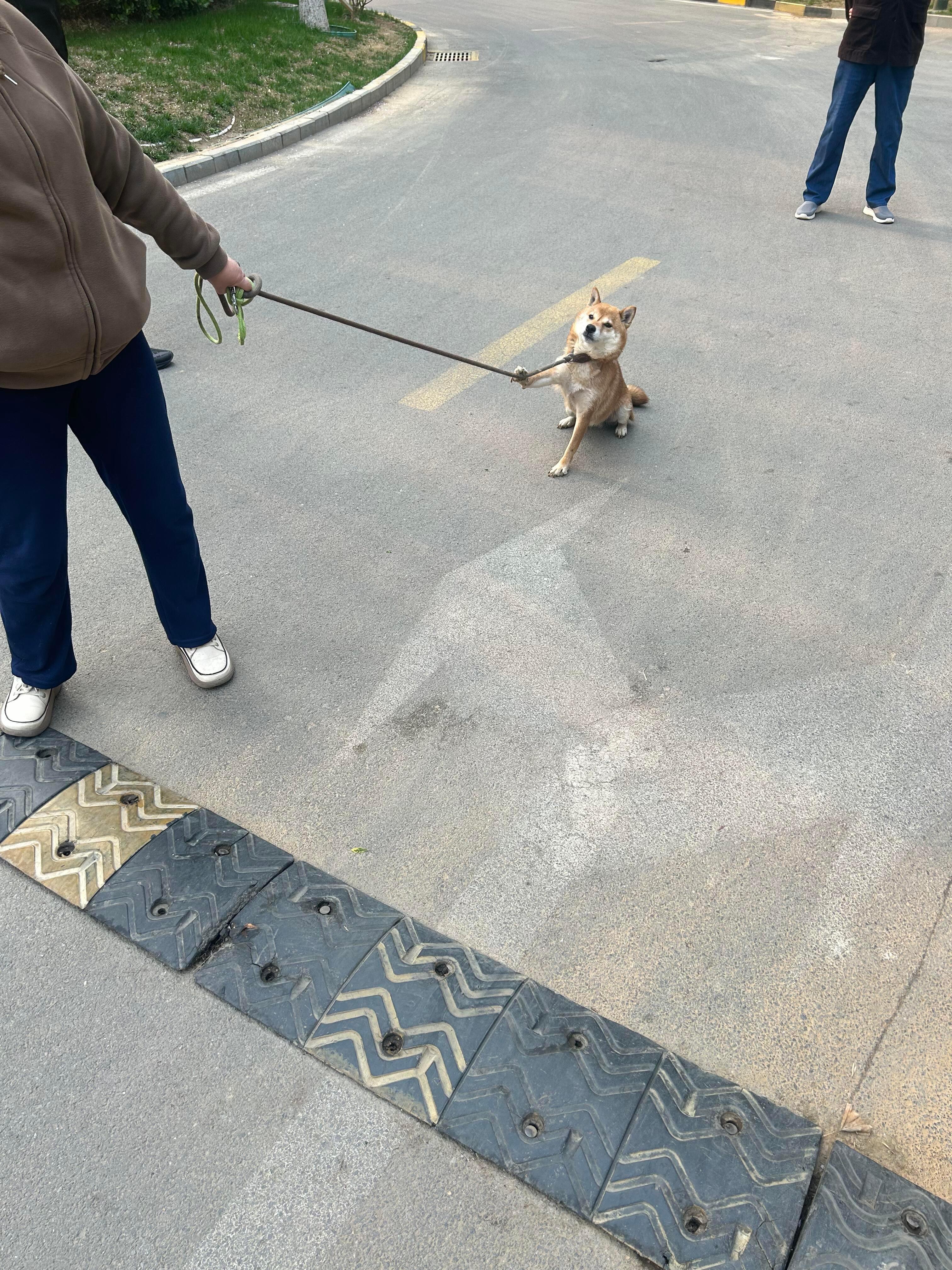 第一次看到这么倔强的小狗