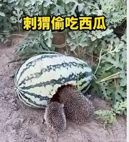 感动！山东淄博。瓜农陈老汉在瓜田偶然发现一只刺猬啃食自家西瓜，他没有驱赶伤害，而