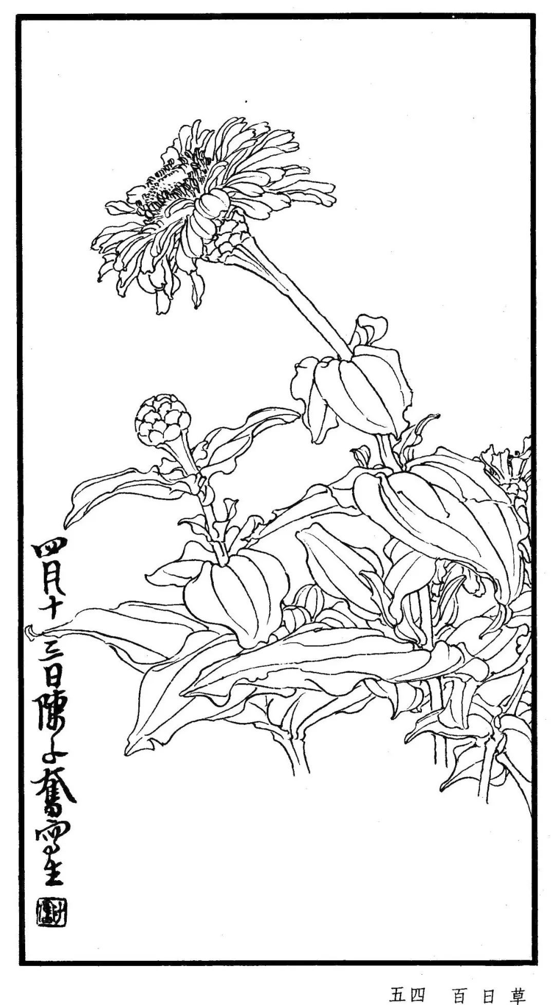 【陈子奋白描花卉】（二）​​​