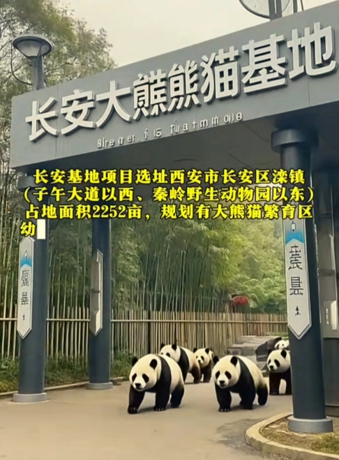 西安也有大熊猫基地了，以后看大熊猫不一定得撵到成都了，就在西安长安区滦镇投资6个