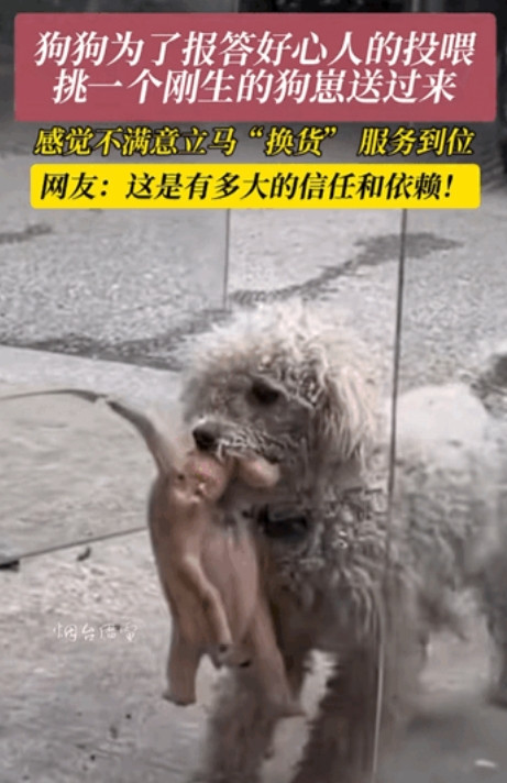 6月22日，”江苏有一女子经常投喂流浪狗，怎料小狗生宝宝之后，竟然叼着一只狗宝宝