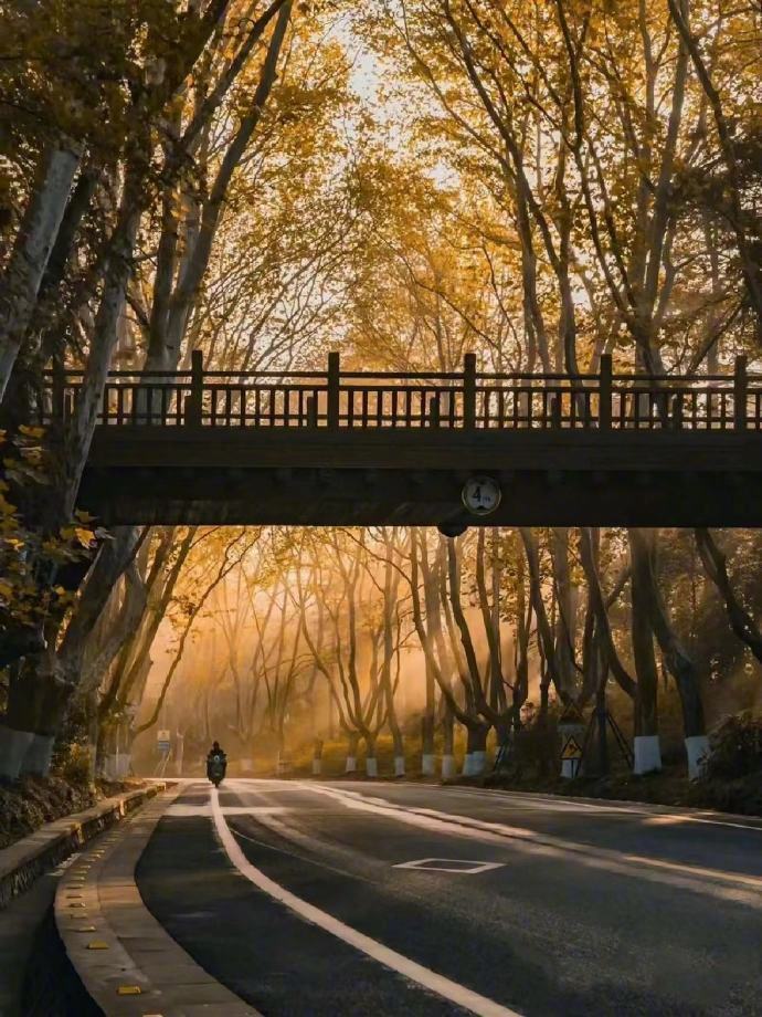 🍁树是梧桐树，城是南京城。​​​​