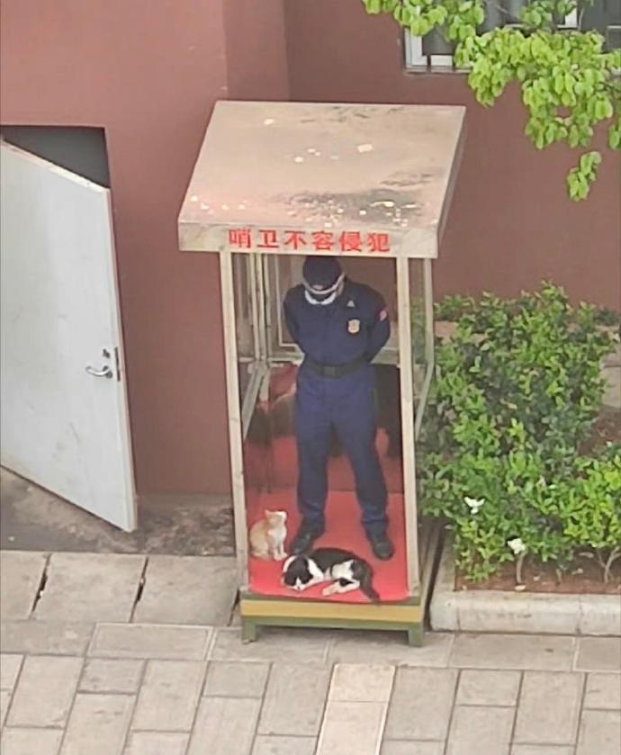 哨位不容侵犯，除非咪咪来犯，这两只小猫好可爱。