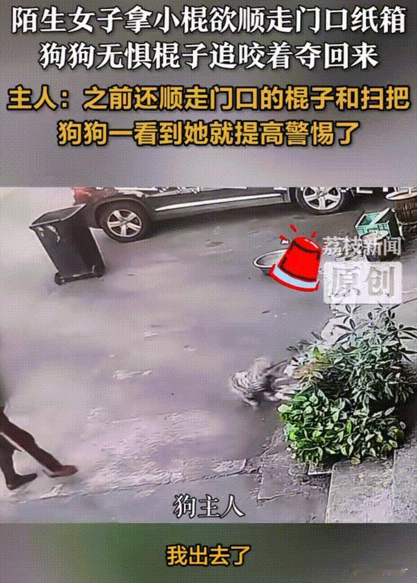 笑不活了！广东，当狗狗看到陌生大妈要顺走店门口的纸箱子时，立刻跑上前在“极限拉扯