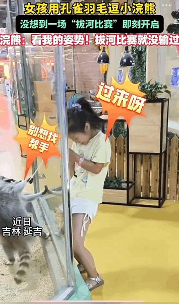 万物皆有灵性！吉林延吉，女孩在乐园玩时喂小浣熊吃东西，发现小浣熊还挺调皮，后来就