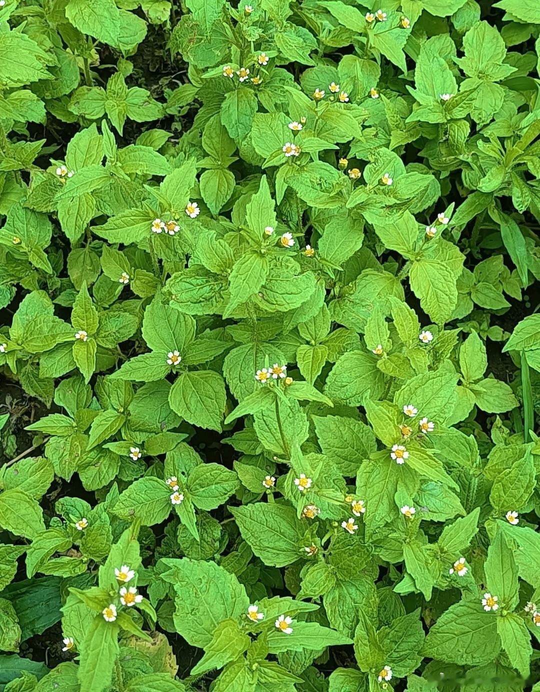 ～365植物心语～🌿✨📅0️⃣7️⃣月2️⃣5️⃣日今日植物：牛膝菊（辣