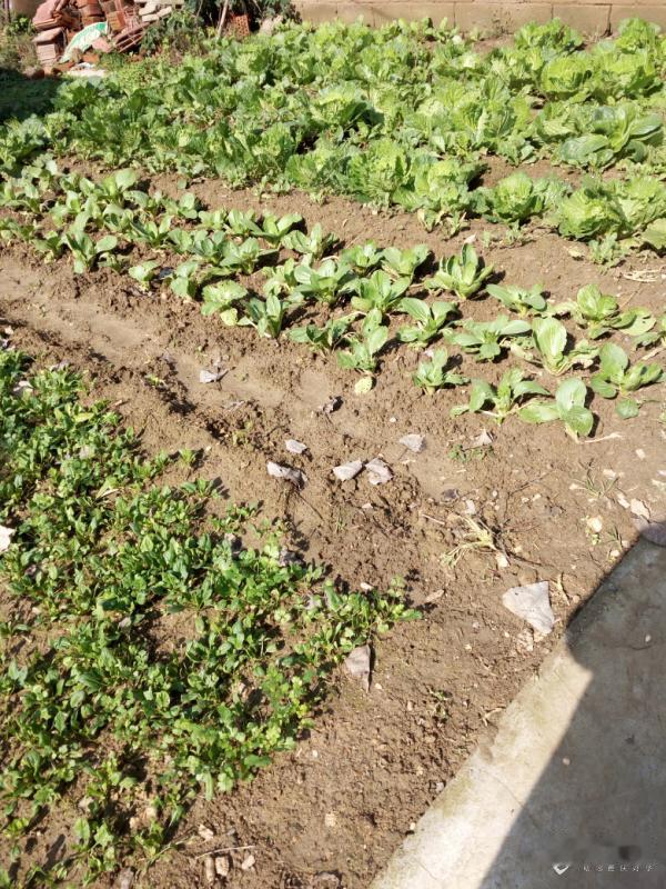 早春天会冻，种上的菜苗一般不至于直接冻死，更多是冻伤、缓苗慢、不长。按现在