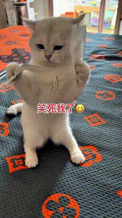 看到这个视频，俺直接笑到肚子疼！小猫俩爪子被粘了两张小纸片，立马直愣愣站起来，