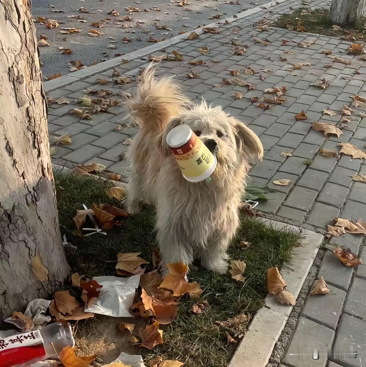 这只小狗太有灵性了，几个月一直在楼下流浪。这条小狗是隔壁李大爷生前养的，李大爷老