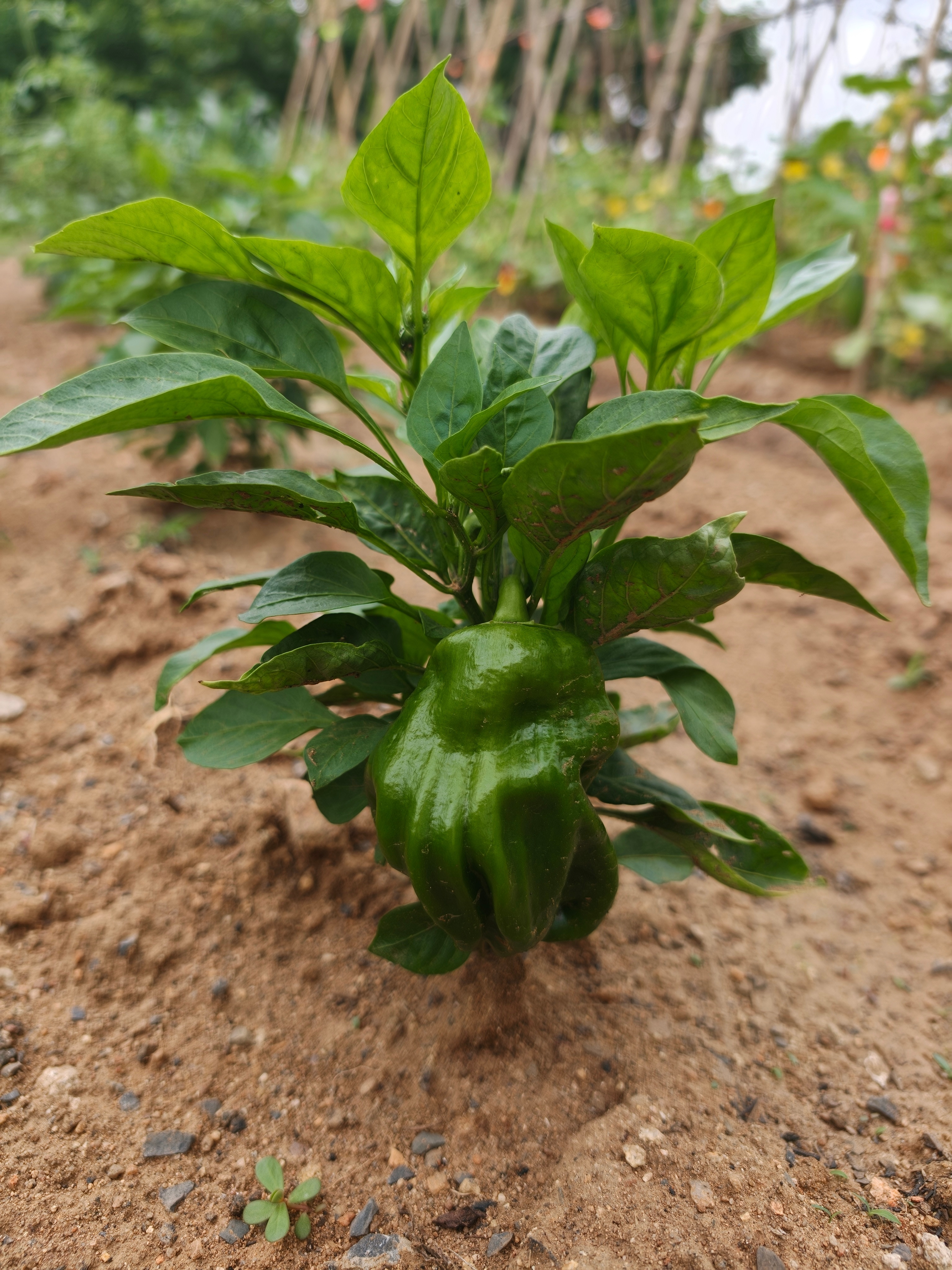 中午给自己加餐了，生菜➡️生财哈。哈哈看看小菜地里边的茄子🍆辣椒🌶️马上就变