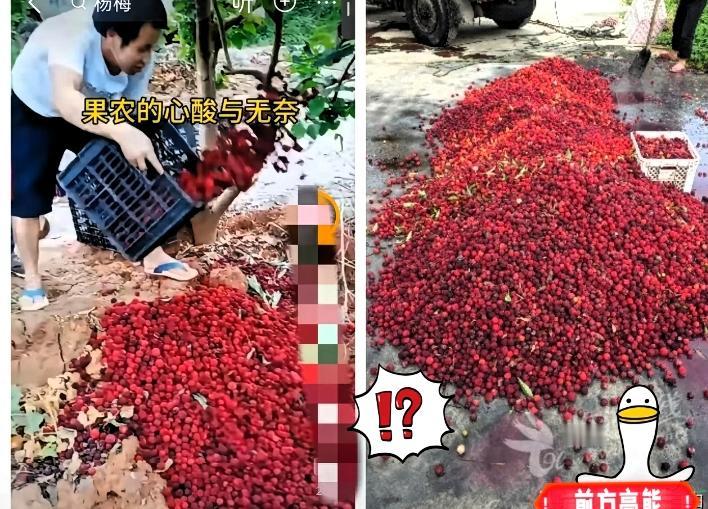 漳州杨梅泡药事件：一颗老鼠屎，坏了整锅汤！福建漳州龙海部分杨梅收购点，被曝用