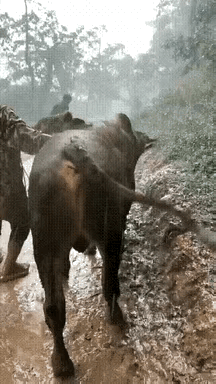 “真牛啊。”牛主人都忍不住竖起大拇指👍