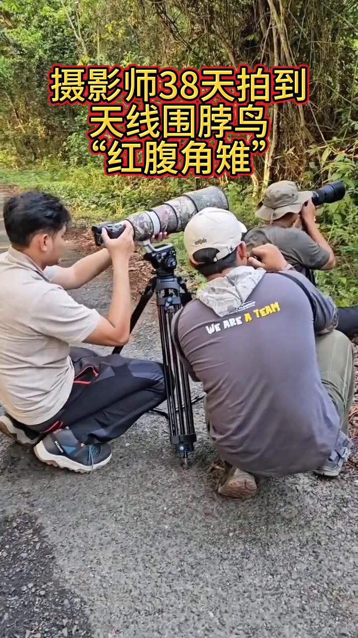 摄影师38天拍到天线围脖鸟。红腹角雉。