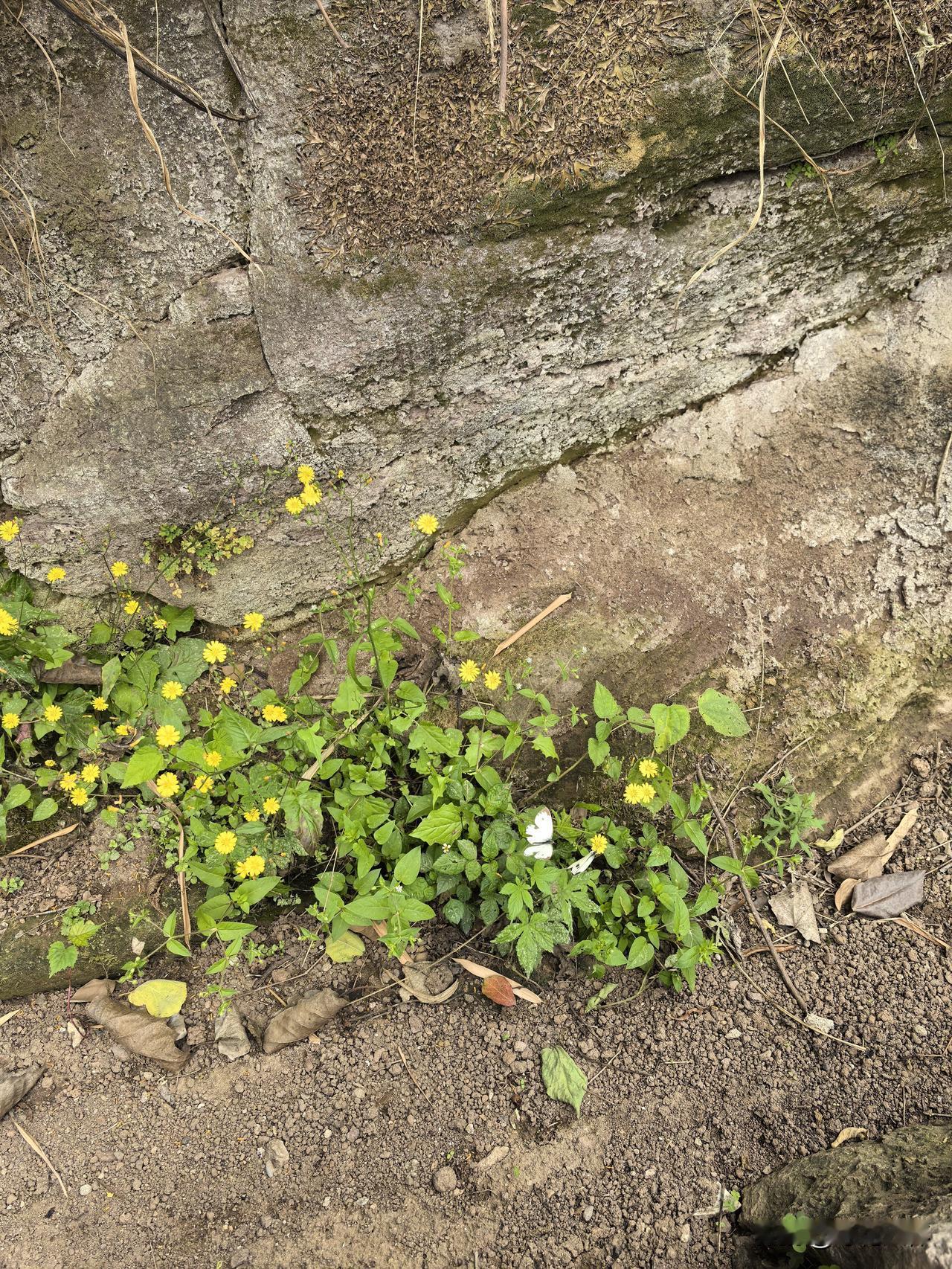 某单位几年前招了一个小伙子，硬考进来的，大专学历，人很能干，五年后准备提他当副科