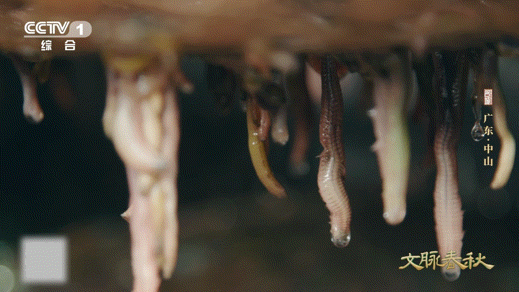 这虫子长得丑吃着却鲜掉眉毛禾虫营养价值堪比冬虫夏草中医认为可益气健脾滋补养生颜值