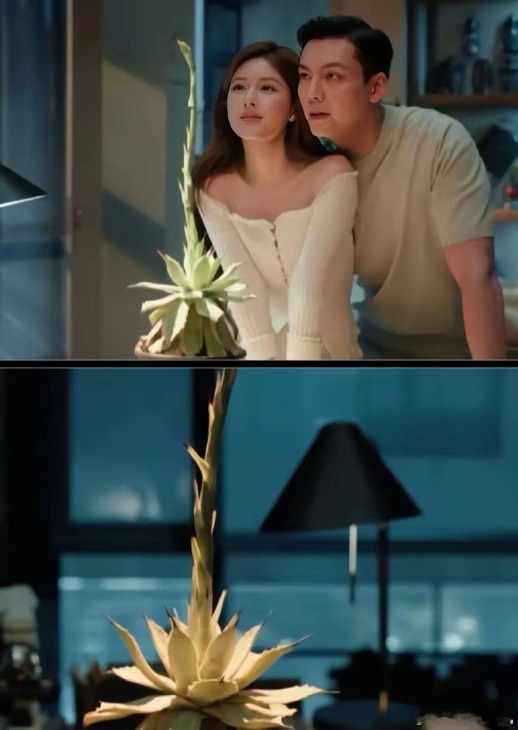 《许我耀眼》细节就是沈皓明那条龙舌兰做成的龙，是真的[吐舌头眯眼睛笑]​这个剧组原来这么用心