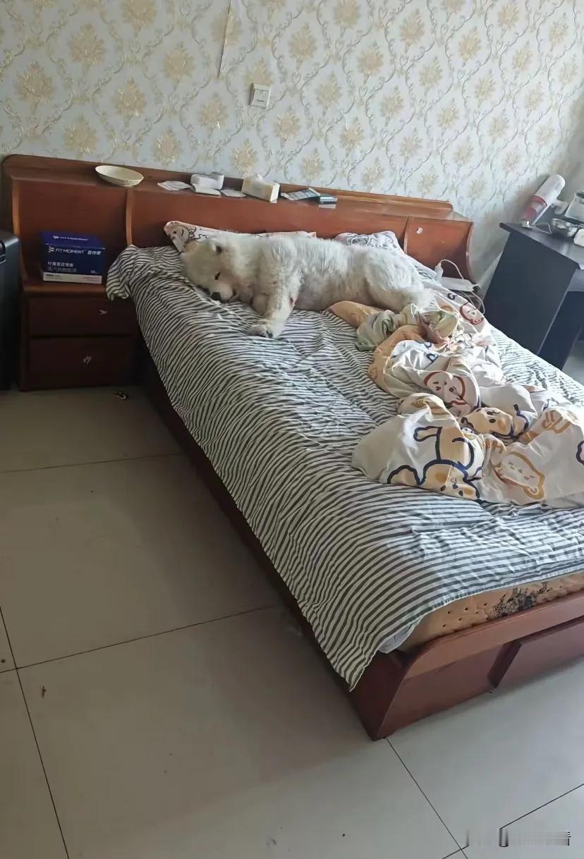 真是愁死人了！说了好几次不让狗狗上床，可它偏不听，天天偷偷溜上来睡觉。不是我狠心