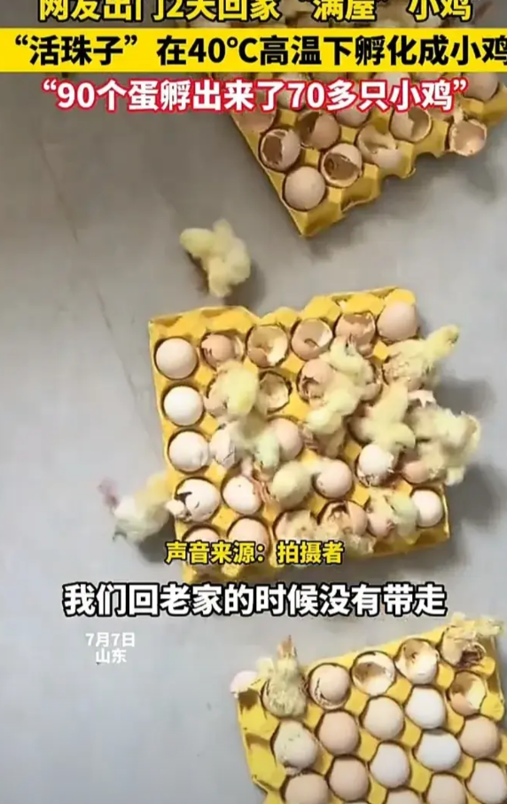 笑不活了！7月7日，山东一名女子发视频称，自己买了90个鸡蛋，因为急着回老家，就