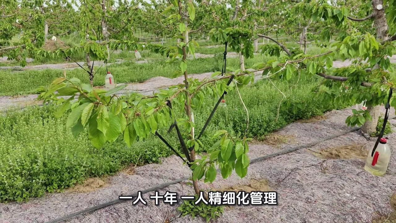 2026年气候超给力，涞水义安镇这片果园终于不用怕冻害和倒春寒了！十年如一日在北