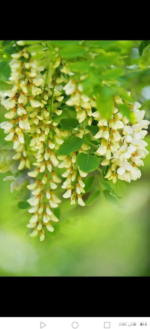 野菜香文/滨城老龙满树园钱压断枝荒年果腹胜珍奇现今虽享糕粮味犹念春芽野