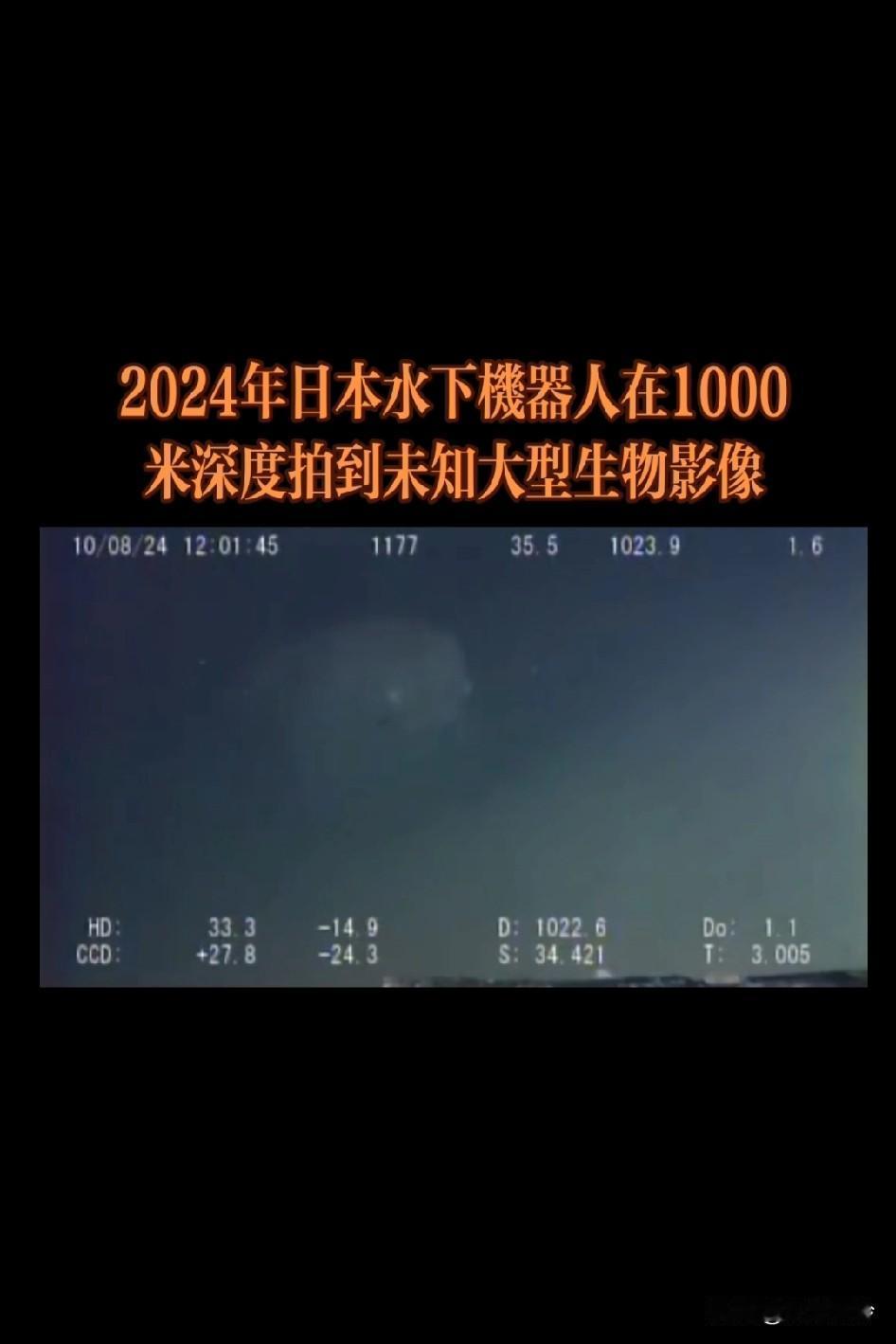 2024年日本水下科考拍到未知巨型生物，1000米水深压力巨大，一般生物活不了