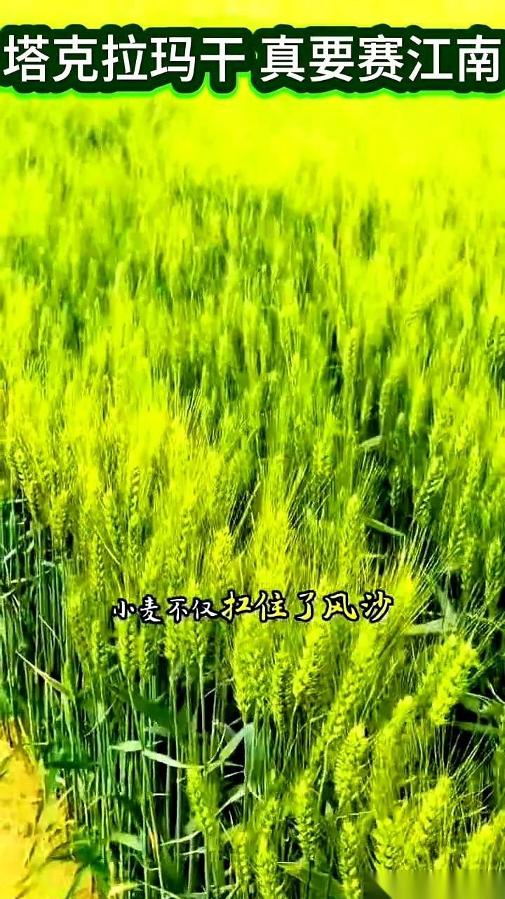 有人要在塔克拉玛干沙漠，搞一个“塞上江南”。第一步，直接在推平的沙丘上，铺开8