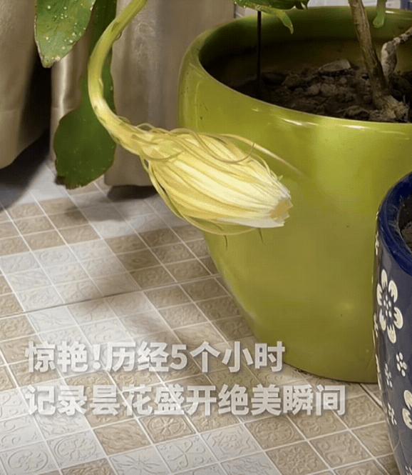 江苏南京，8日报道，女子准备关灯休息时，突然发现阳台的昙花有动静，她走近一瞧，发