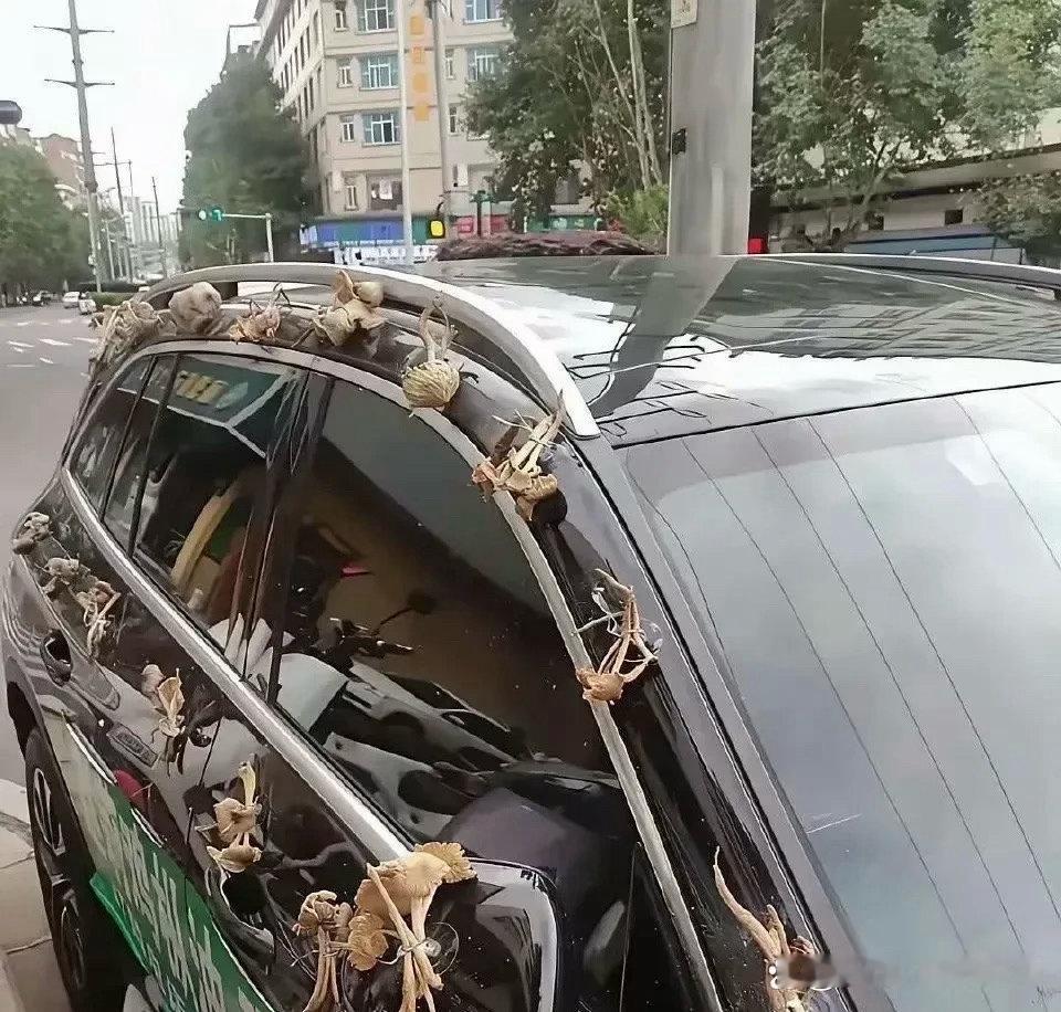 婚车上的一幕，不得不说，看呆了啊