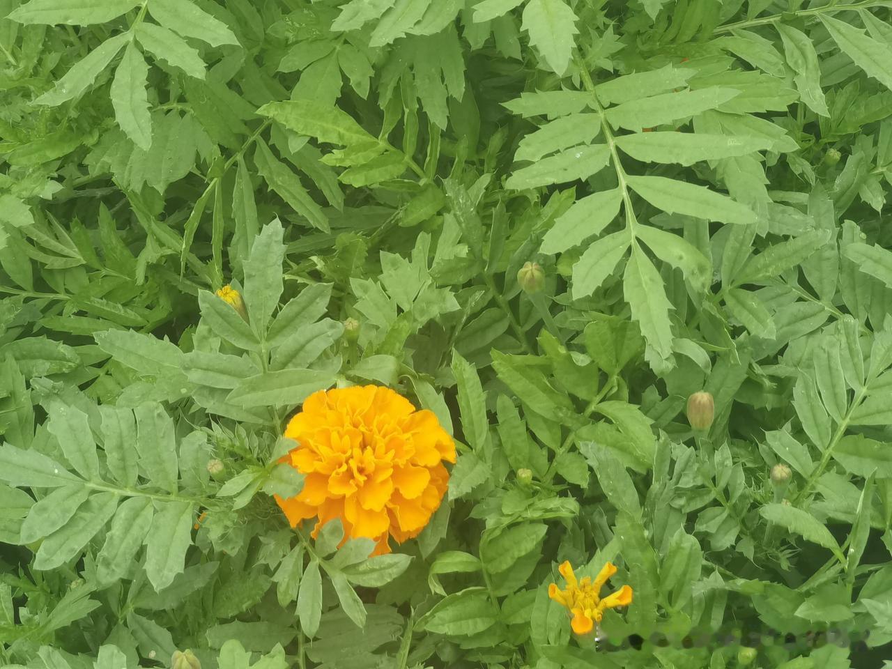 橙蕊铺浓色，翠叶衬秋光。一簇万寿菊，静沐秋日暖阳。小时候，妈妈