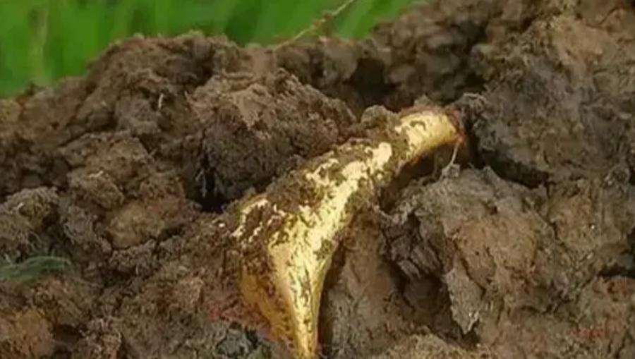 1984年，四川绵阳一农民正在挖地基，突然，他发现挖出的黑泥里，有东西闪着光，扒