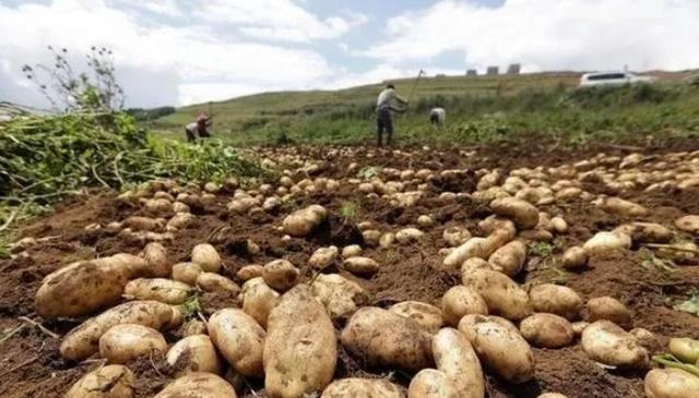 中国人为什么不把土豆当主食，而在欧美却是主食？其实原因很简单土豆原产南美安第