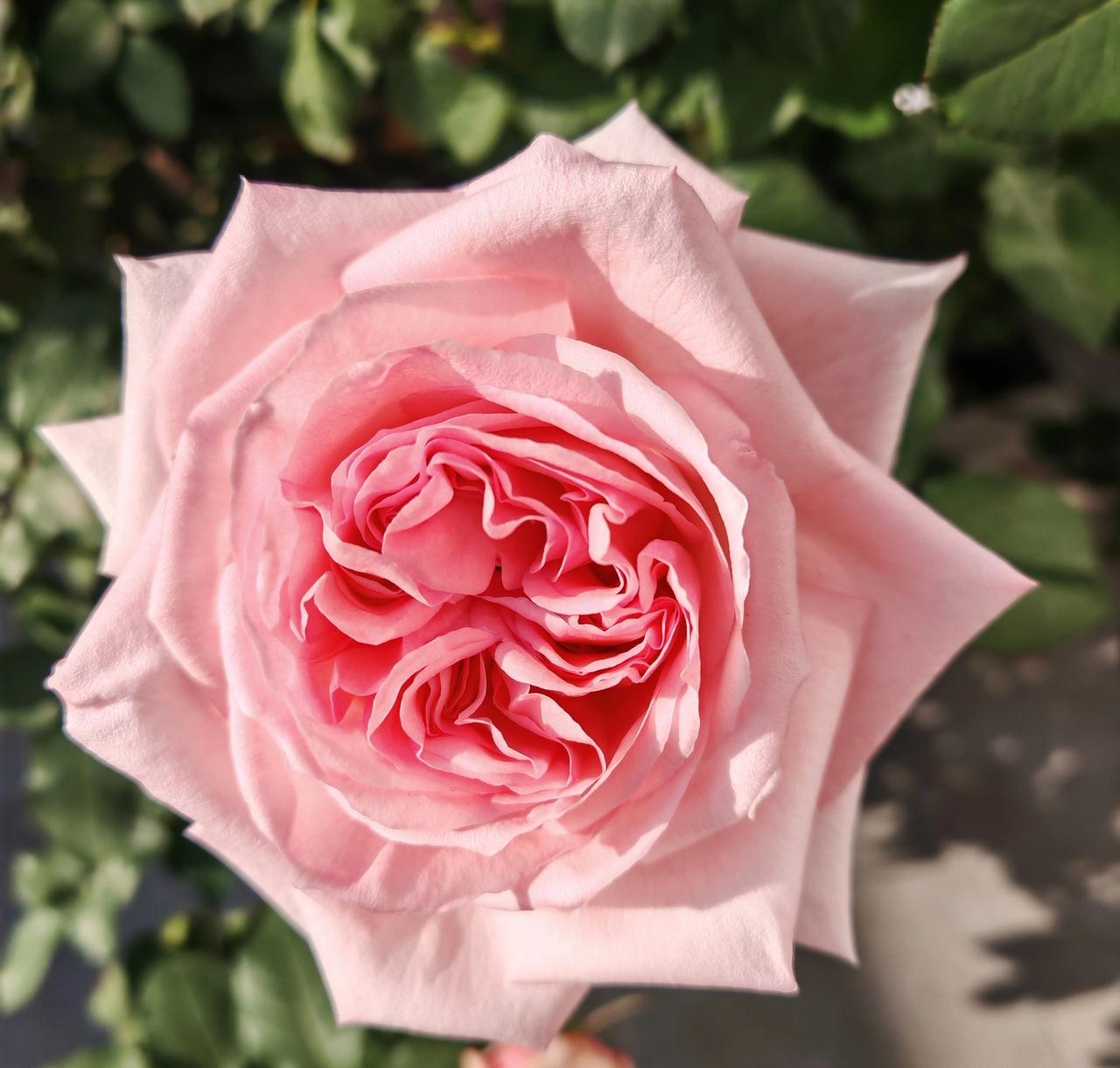 我是金命，所以我经营的花草长势都很愁人，在别人那长的好好的一盆花，到我手里就好像