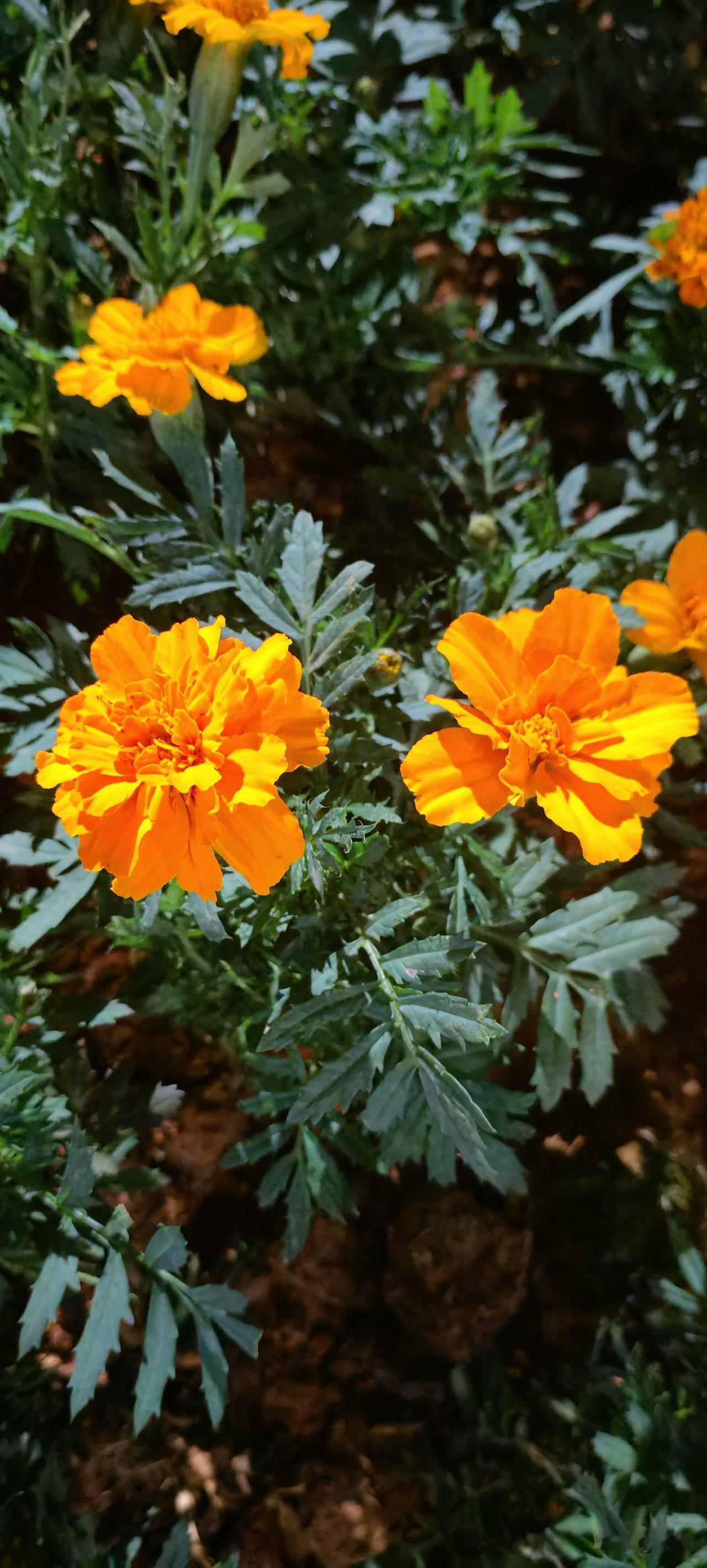 电话里我妈和我说，我们村一个本家大哥，昨天自己在家心梗倒在了院子里，直到儿媳妇从