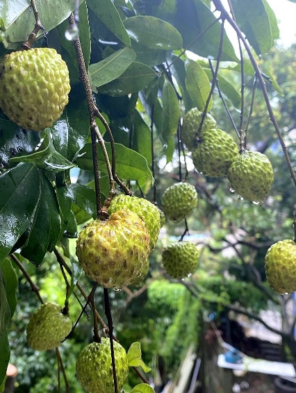 这场台风，真的是蝴蝶一扇动翅膀，广州从化的糯米糍荔枝就造灾！糯米糍荔枝应该是