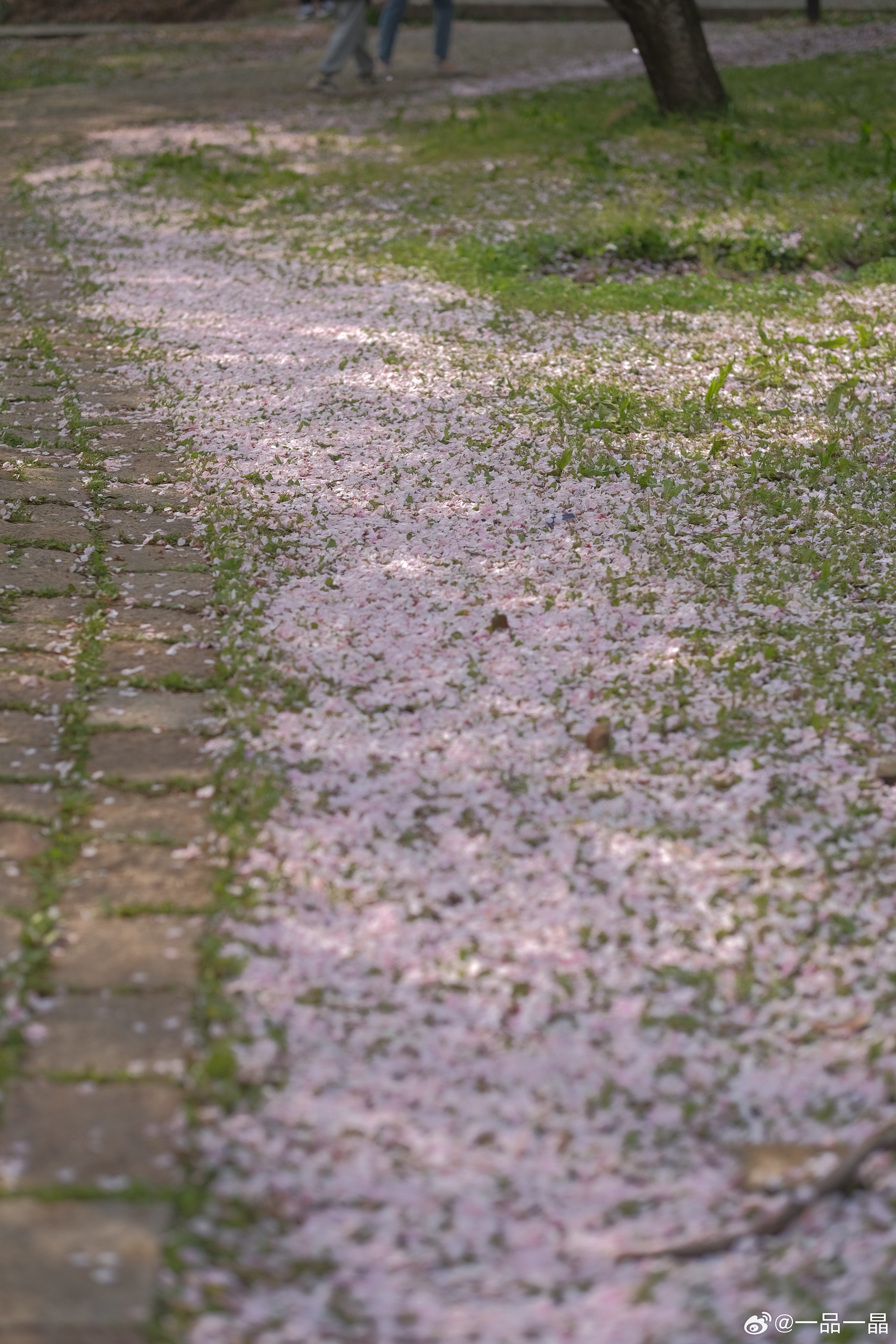 春日调色盘已就位，随手一拍都是绝美风景！雏菊的明艳、绣球的清新、樱花的浪漫，凑成