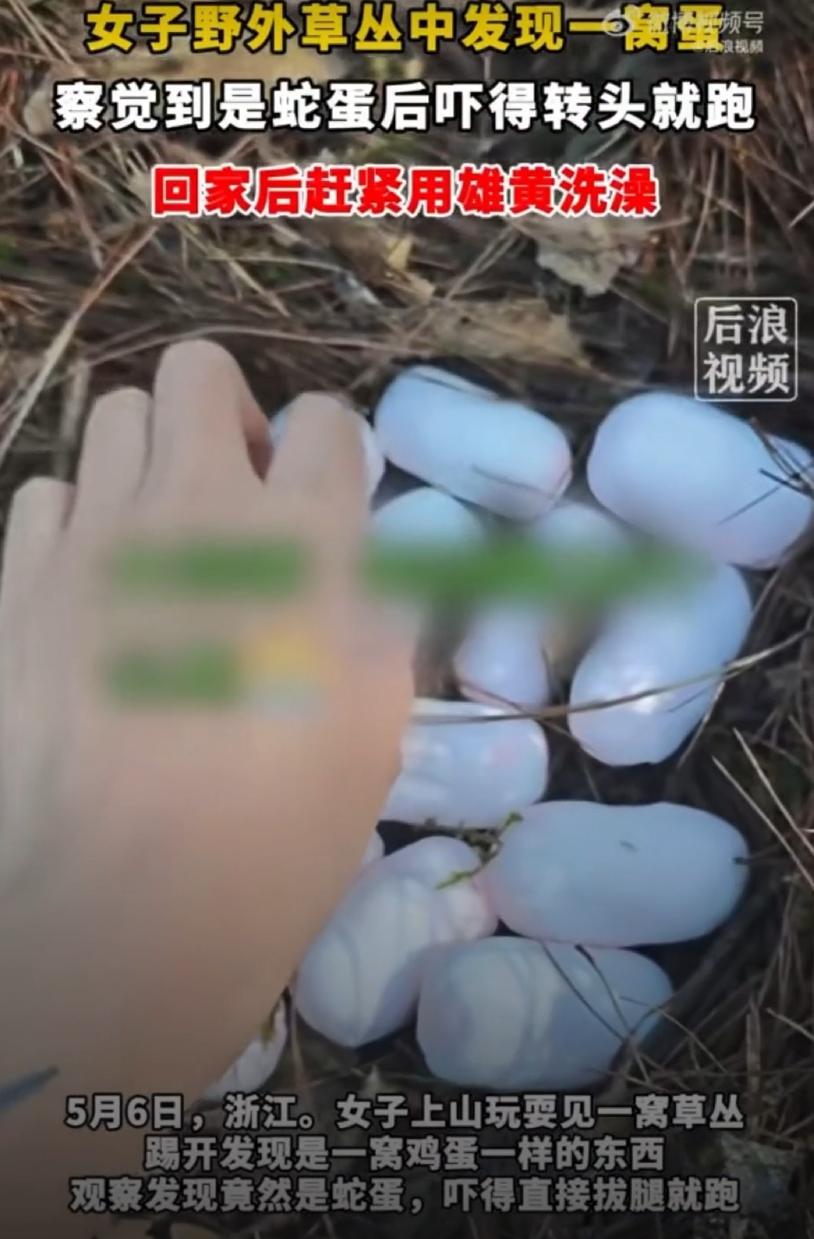 山上的野蛋也敢碰？5月6日，浙江一女子户外爬山，意外发现一窝酷似鸡蛋的野蛋