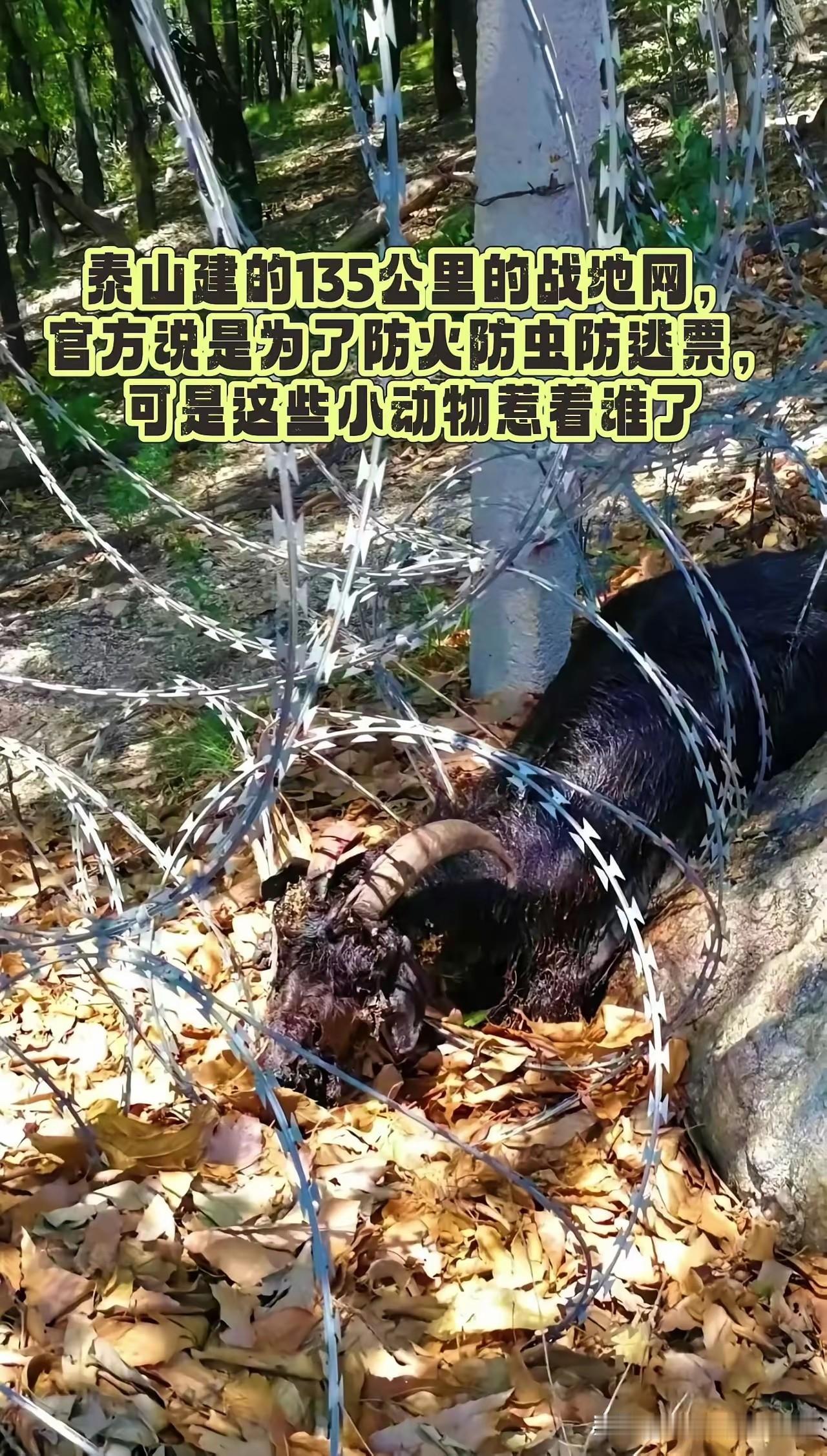 135公里刀片网困住生灵，一句道歉真的能抹平所有问题？泰山耗资千万建起135公