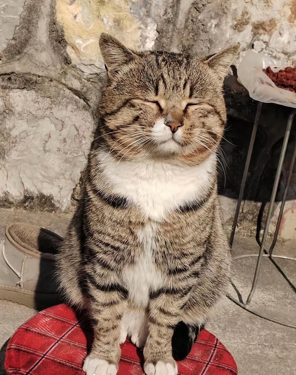 说出来你们都不敢信，闺蜜离婚前她前夫居然把出轨的按摩女带到家里来，结果她养的狸花