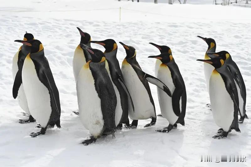家人们谁懂啊！11月7日在黑龙江哈尔滨道里区保利城5期，竟有个女子在小区里遛企鹅