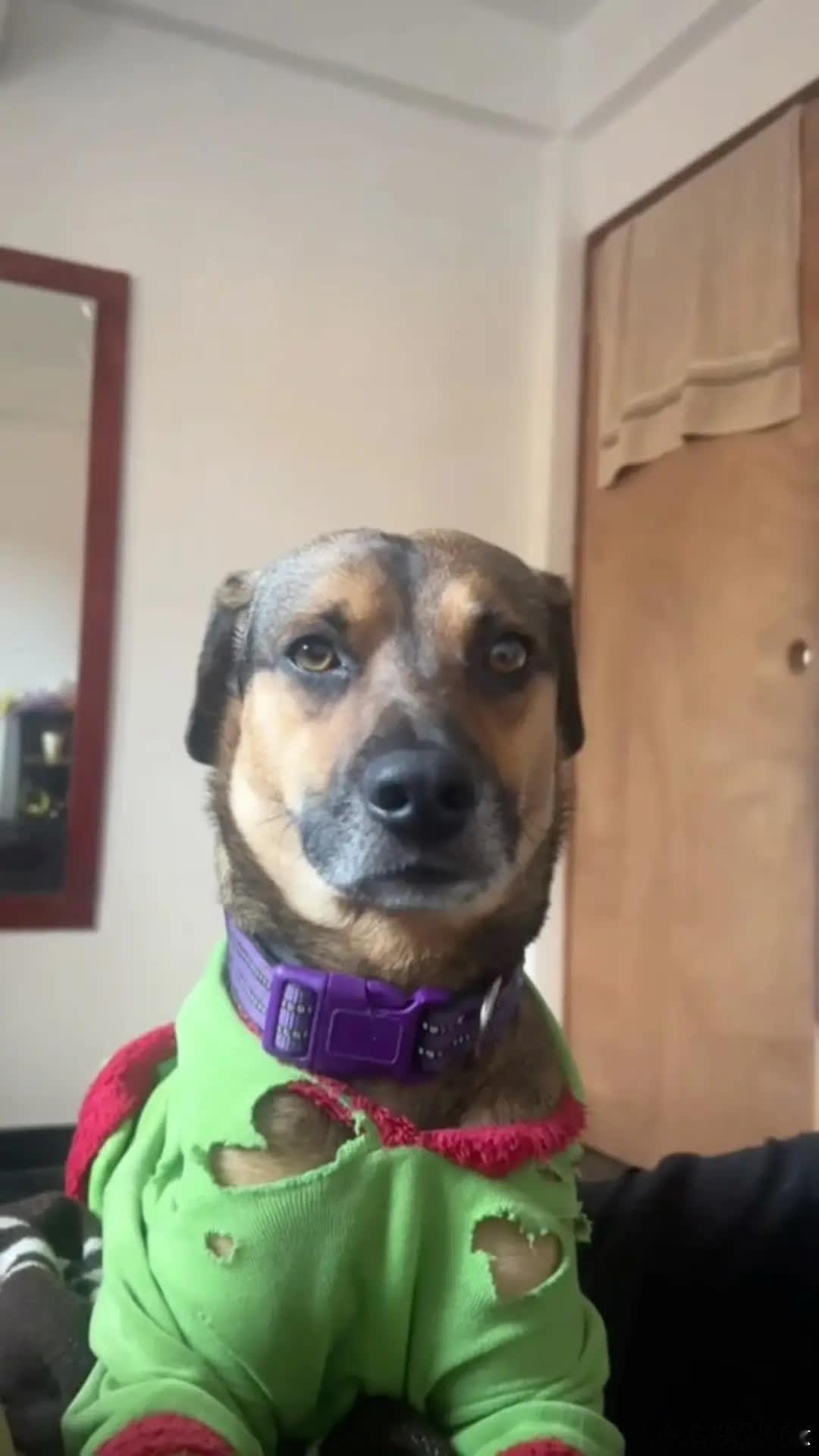 狗：日子越来越有盼头了萌宠宠物