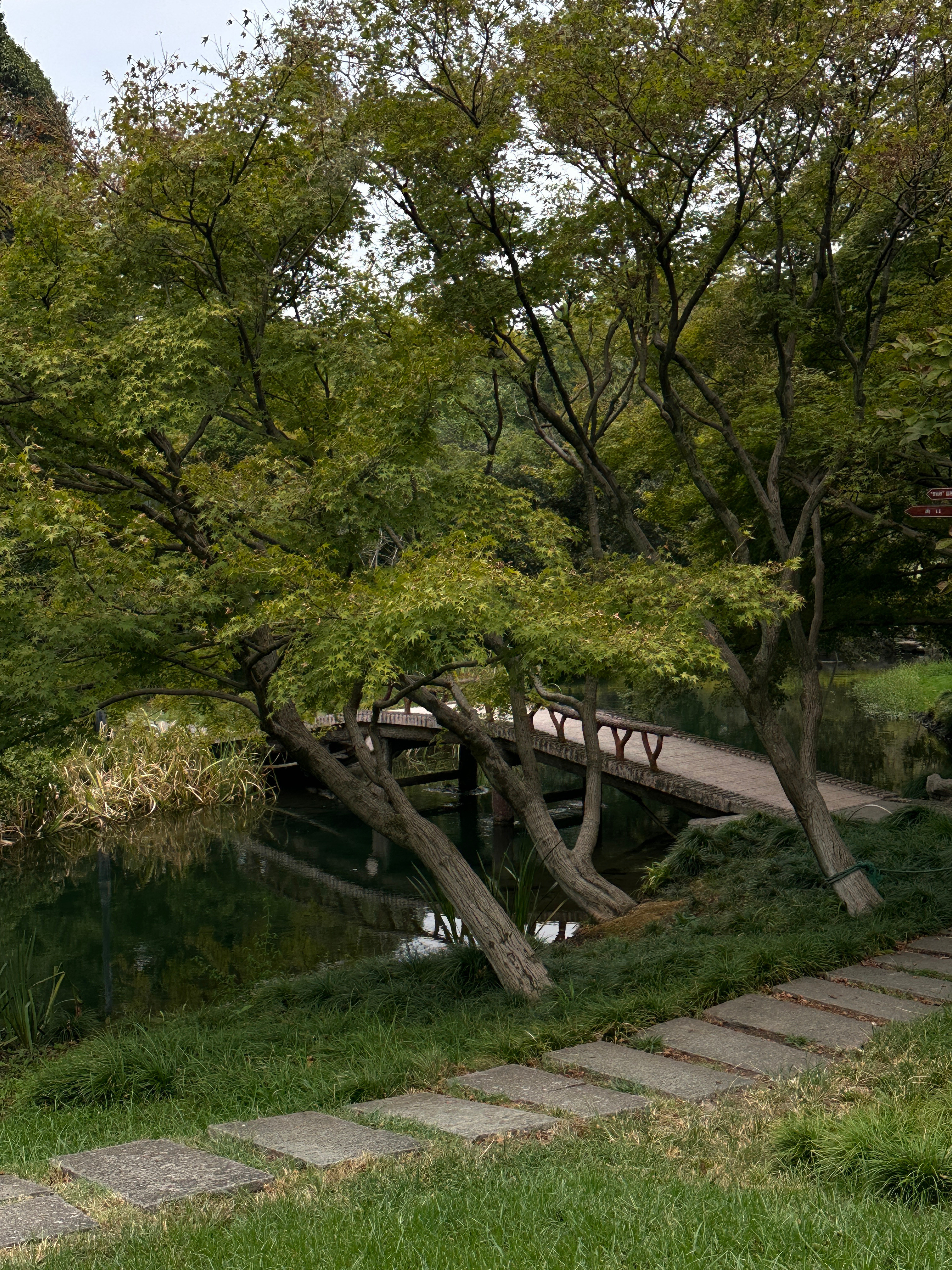 傍晚去太子湾喂蚊子​​​