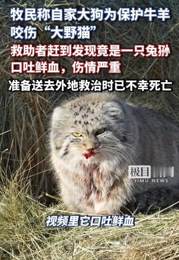 “太可怜了！”近日，内蒙古一只大狗为保护牛羊，咬伤“大野猫”，牧主也没当回事，结
