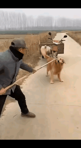 不懂就问，这个是AI吗？