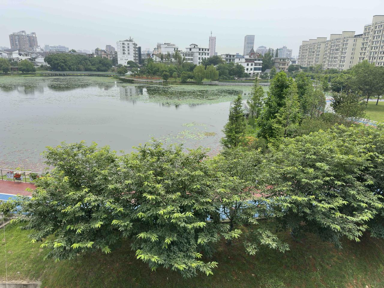 今天8:00去父母家服侍母亲，她已吃完一筒粥，剩下的几片鸡蛋蛋白喂给她吃了，给她