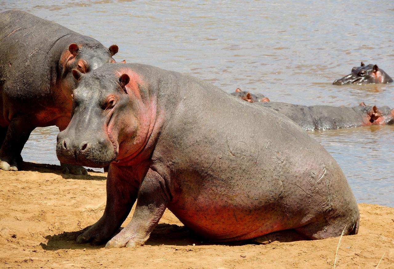 ✨房地产博主北哥被解封了✨🐼北哥春节期间被封，我当时是持反对意见的。我认
