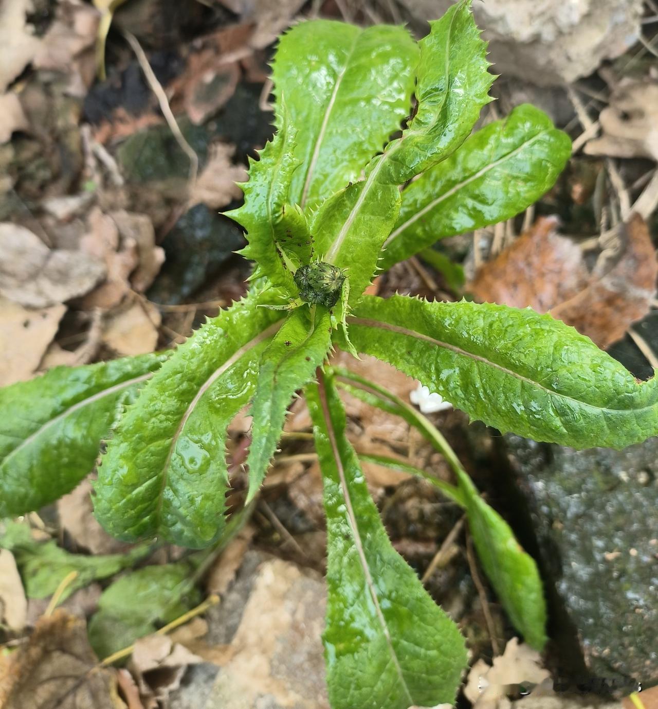 5死1伤,凌晨四点的路上,载着多少为生活奔波的人刚刚,看到广西防城港这起事故