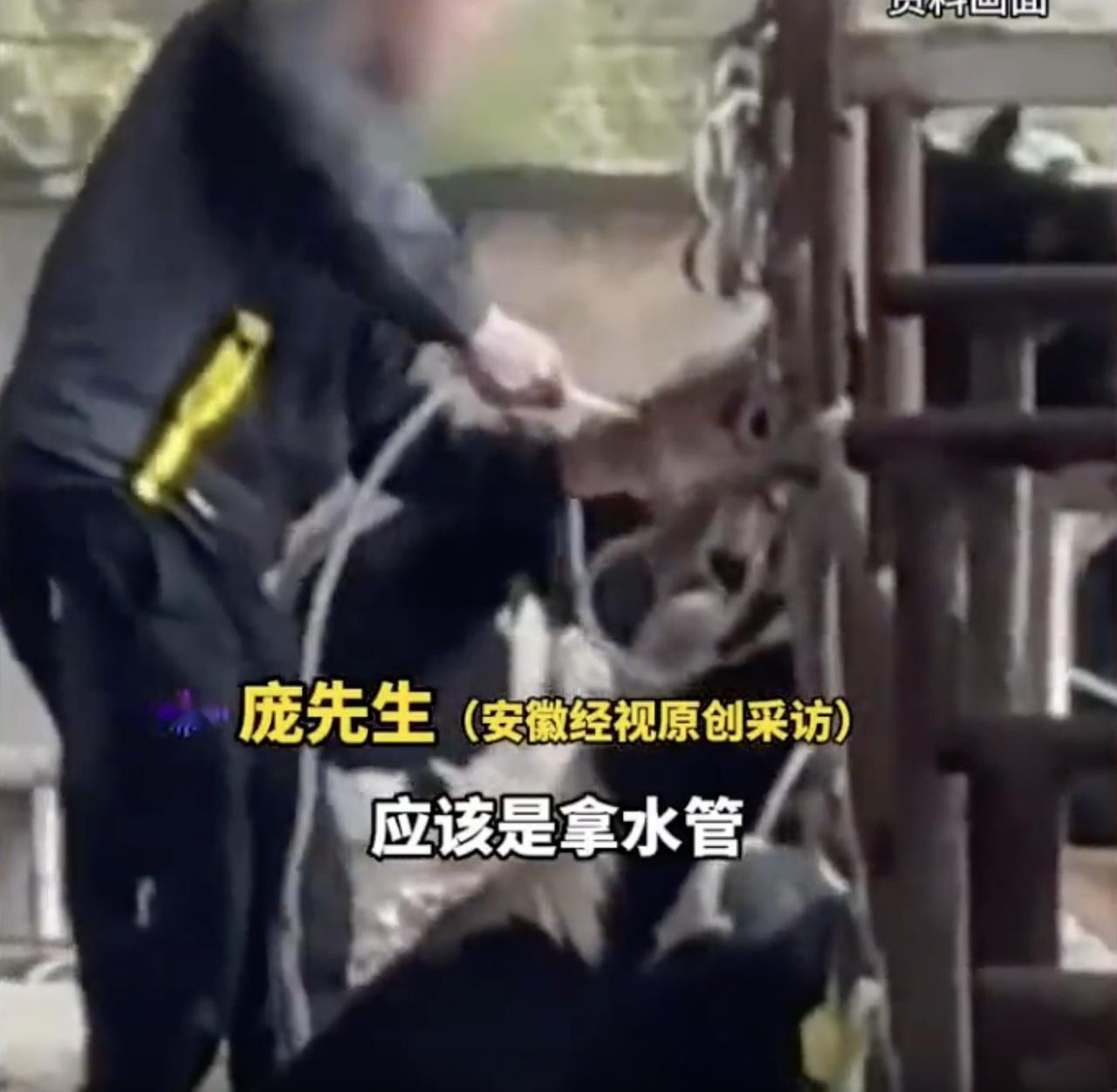 “真是又贪又坏！”9月30日，广西钦州，庞先生从活牛市场收了一头水牛，当时看
