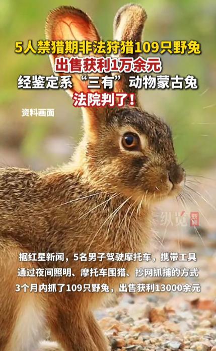 “还敢打野兔吗！”2023年7月，宁夏盐池，5位男子开着摩托车到野外捕杀蒙古兔，