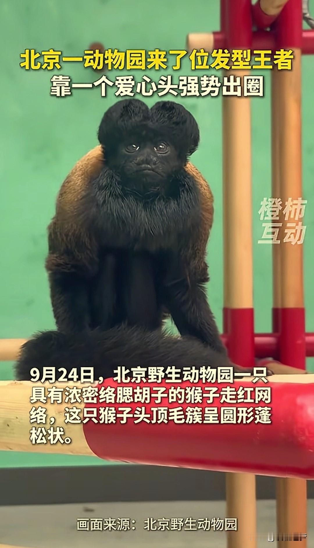 “笑不活了！”北京，一家动物园的猴子，因为一头发型突然走红网络：这只猴子头发蓬松
